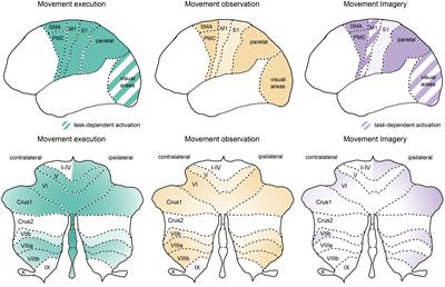 Engaging distributed cortical and cerebellar networks through motor execution, observation, and imagery